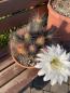 Preview: Helianthocereus huascha